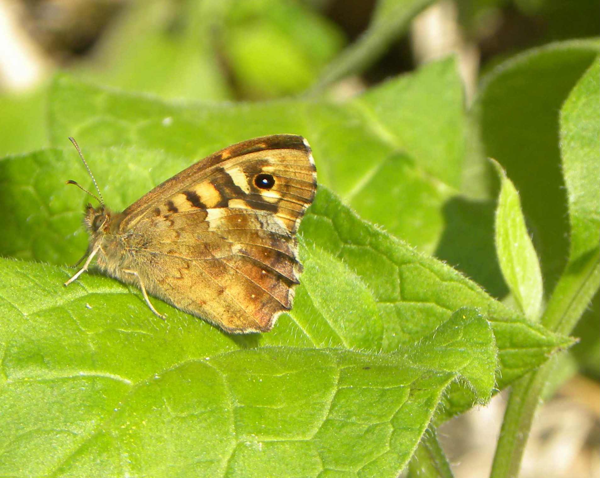 farfalla da identificare - Pararge aegeria